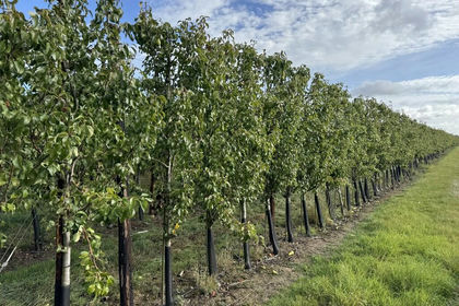 31.8 acres of Agricultural Land for sale in Emneth