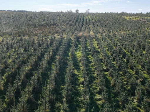 244.4 acres of Timberland for sale in Ayr, Carrick and Cumnock