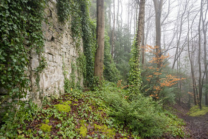 6.7 acres of Woodland for sale in