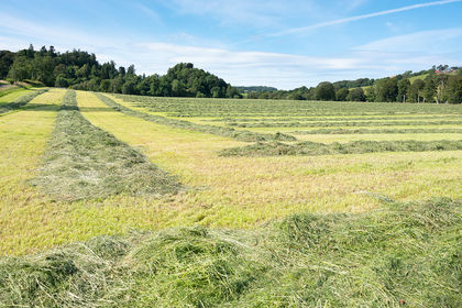 166 acres of Farmland for sale in Dumfriesshire, Clydesdale and Tweeddale