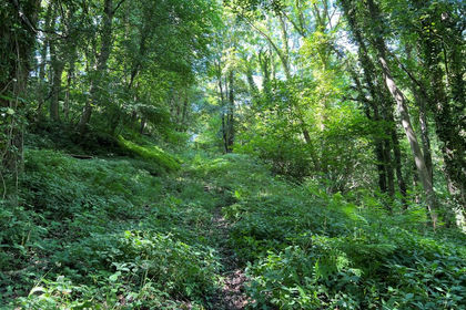 4.5 acres of Woodland for sale in