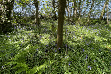 5 acres of Woodland for sale in