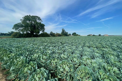 13.9 acres of Agricultural Land for sale in Bicker
