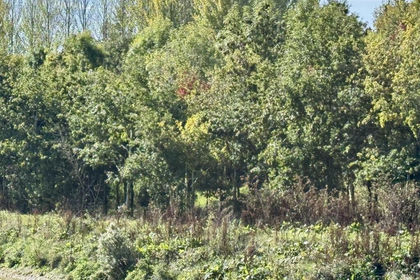 Amenity Land for sale in Longhope