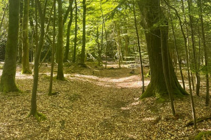 Woodland for sale in St. Allen