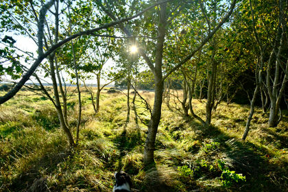 36 acres of Peatland for sale in