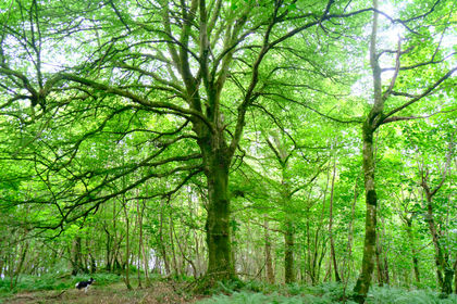 27 acres of Woodland for sale in