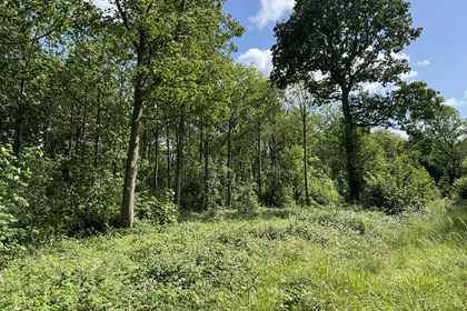 6.3 acres of Woodland for sale in