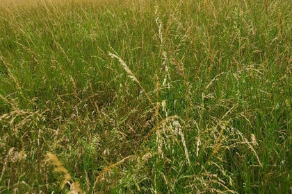1 acre of Vacant Land for sale in Sevenoaks