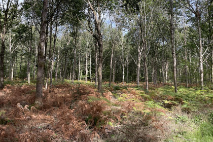 6.5 acres of For sale in Herefordshire
