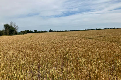 74.1 acres of Arable Land for sale in East Mersea