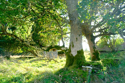 37 acres of Woodland for sale in