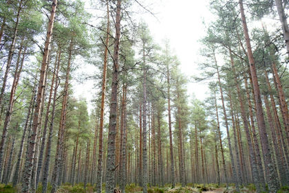7.5 acres of Woodland for sale in