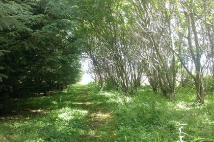 7 acres of Woodland for sale in