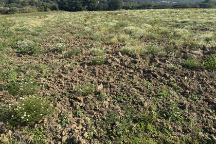 60.8 acres of Greenfield Land for sale in Crowan