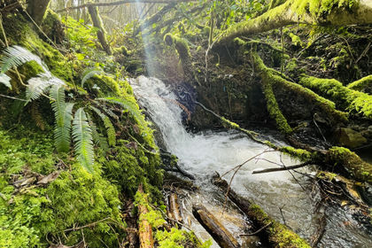 7.5 acres of Woodland for sale in