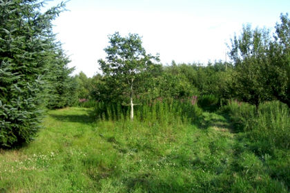 4.5 acres of Woodland for sale in