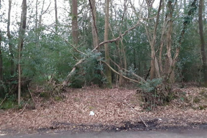 Woodland for sale in Dunsfold