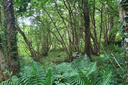 1.6 acres of Recreational Land for sale in Much Wenlock