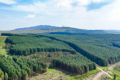 617 acres of Timberland for sale in Dumfries and Galloway