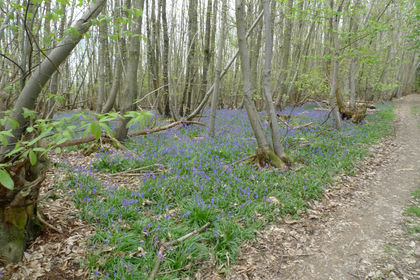 5.5 acres of Woodland for sale in