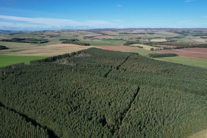 Woodland for sale in Berwickshire, Roxburgh and Selkirk