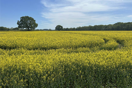 38.6 acres of Arable Land for sale in