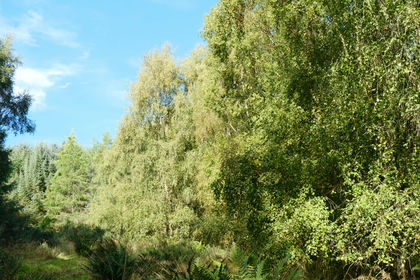6.5 acres of Woodland for sale in