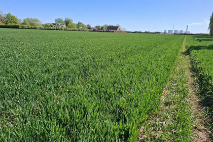6.8 acres of Agricultural Land for sale in Cliffe