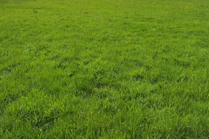 Amenity Land for sale in St. Breock