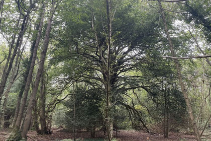 35.4 acres of Woodland for sale in Herstmonceux