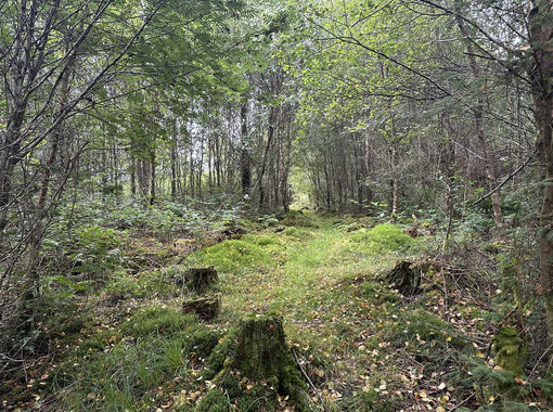5 acres of Woodland for sale in Lampeter