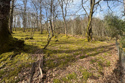 2.9 acres of Woodland for sale in Cynwyl Gaeo