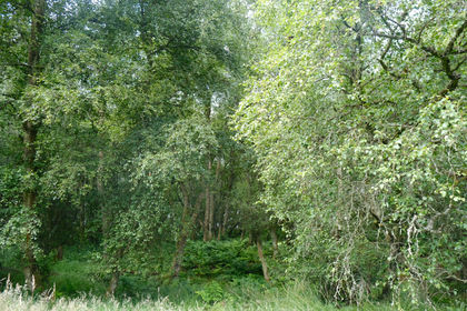 4.5 acres of Woodland for sale in