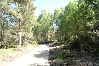 4.3 acres of Woodland for sale in