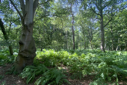 16.3 acres of For sale in Swannington