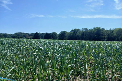 15.7 acres of Arable Land for sale in Costessey