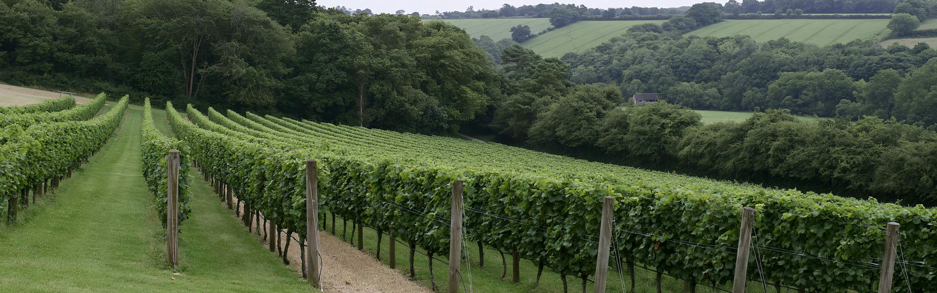 Rows of vines at an English hillside vineyard
