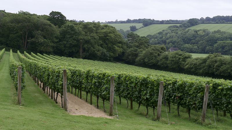 Rows of vines at an English hillside vineyard
